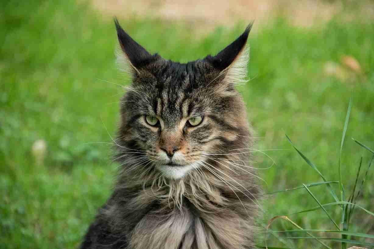 Gato Maine Coon La Raza Más Grande Del Mundo Veterisy