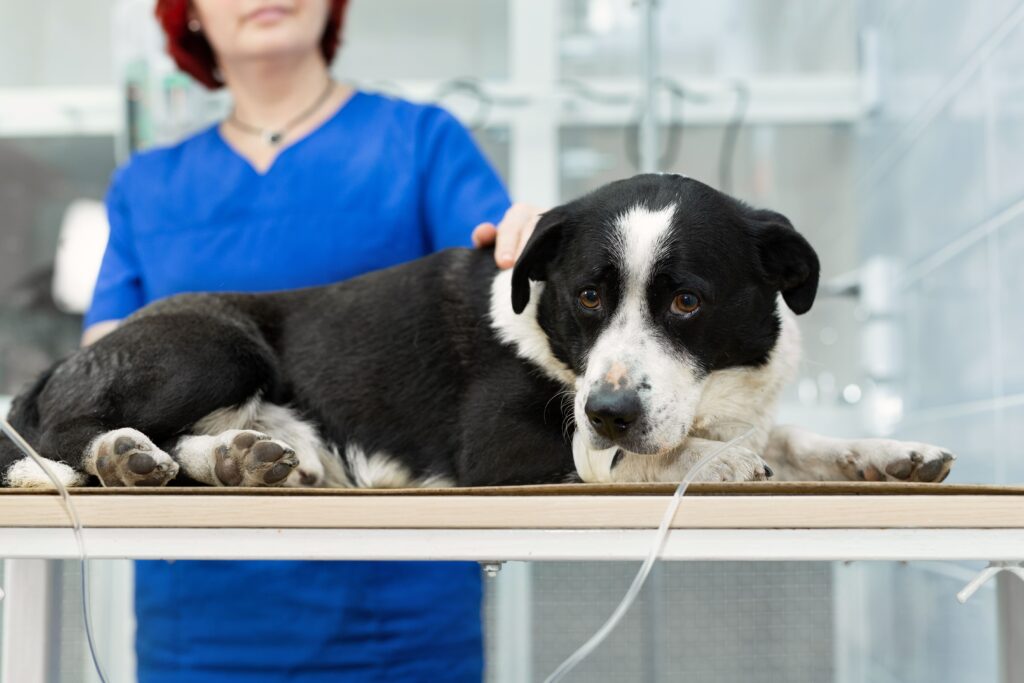Perro en veterinaria por sintomas de moquillo