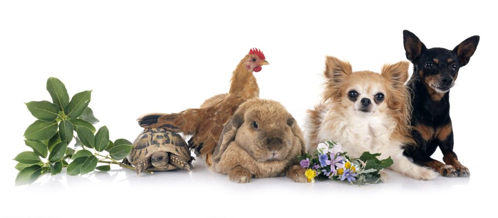 variedad de tipos de mascotas (perro, conejo, gallina, tortuga)