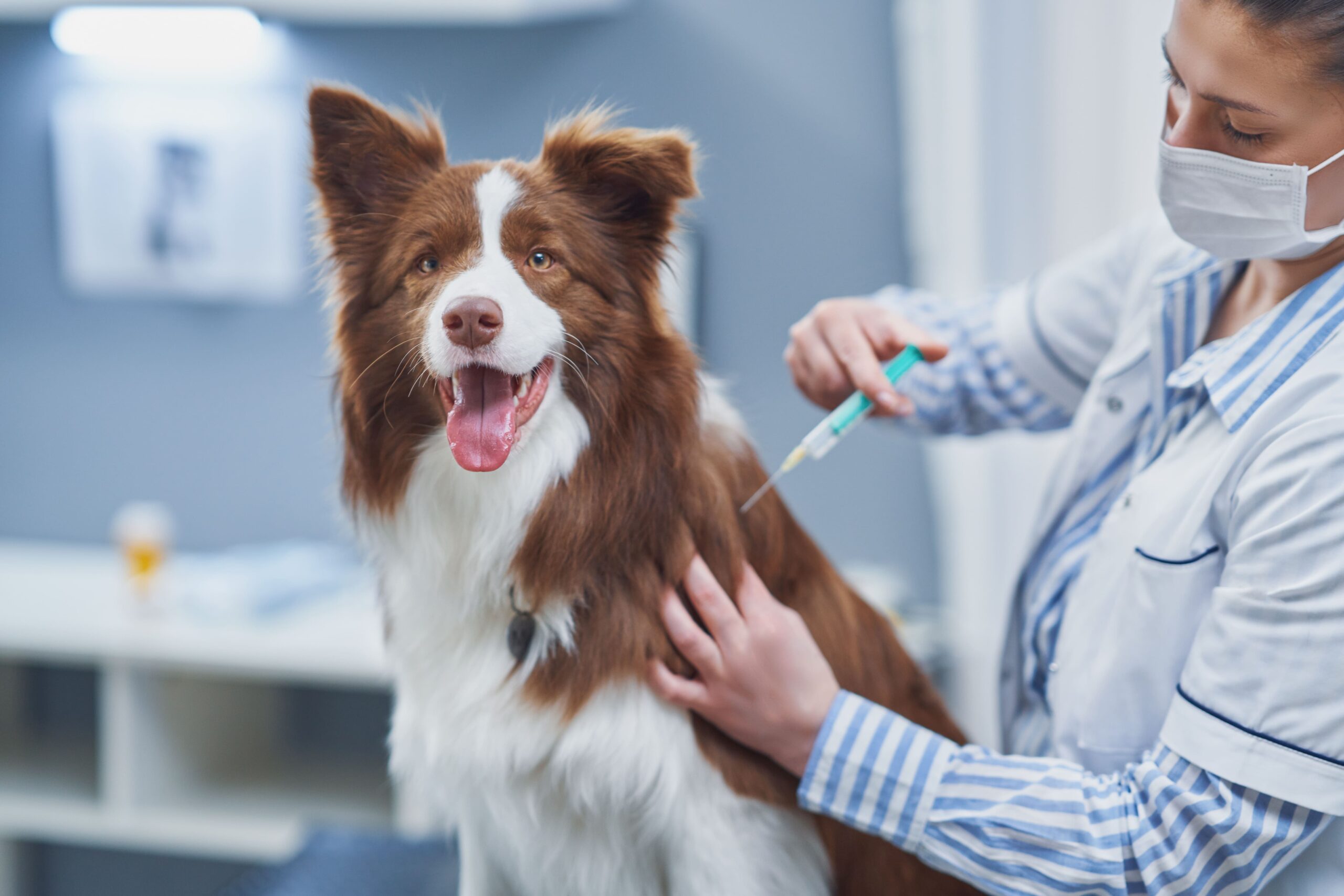 los perros tienen que recibir vacunas contra la rabia todos los años