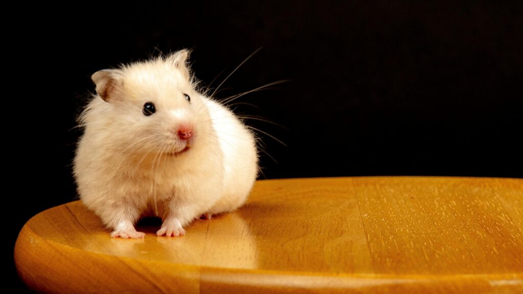 Pequeño hamster albino