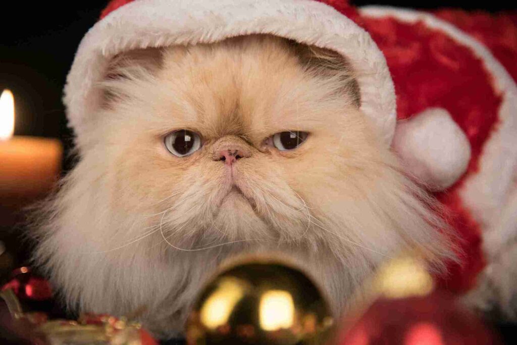 gato persa en navidad