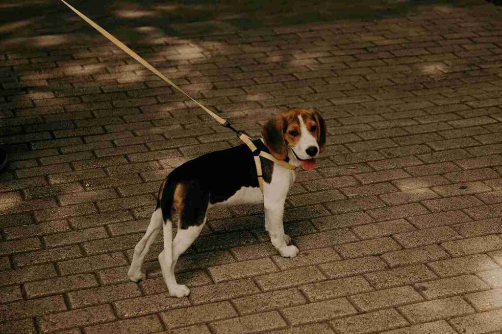 perro raza beagle