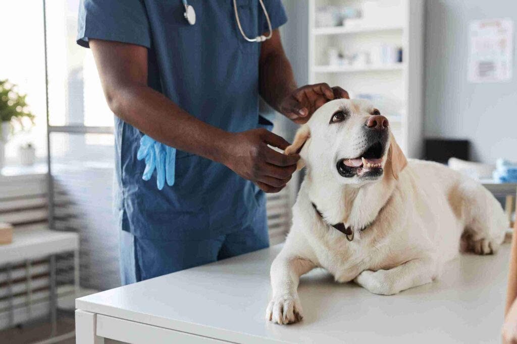 perro con diarrea, visitando el veterinario