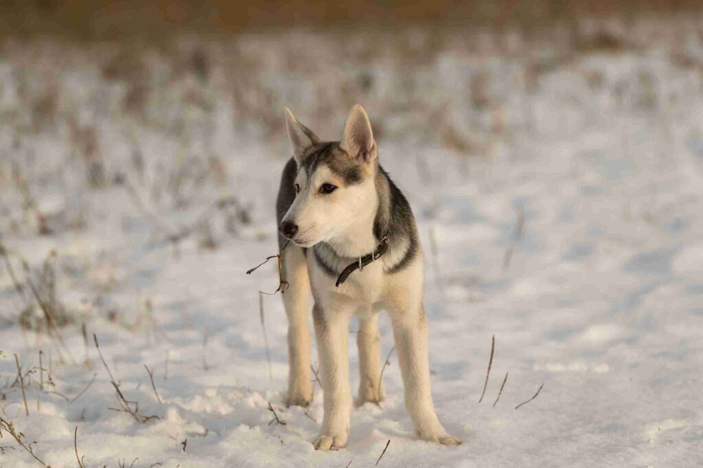 Cachorro husky caminando solo en la nieve