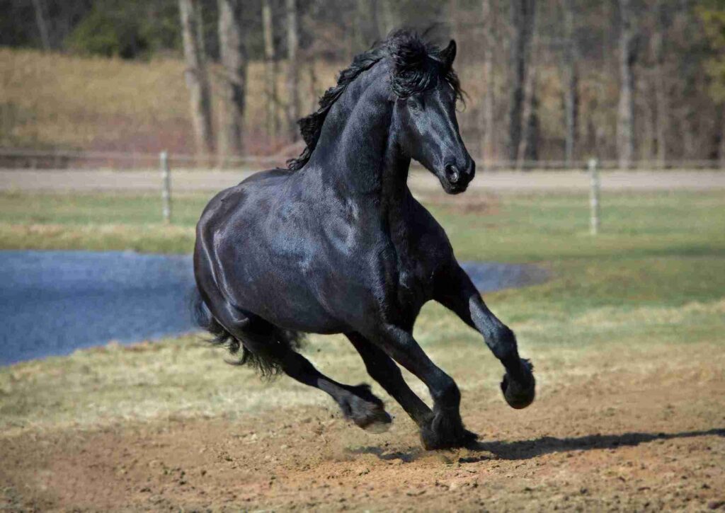 veterinaria equina, caballo semental negro